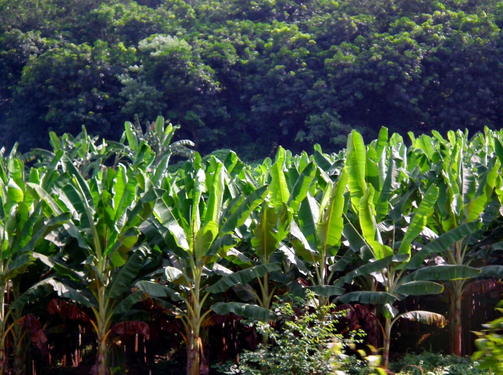 Banana growing in a field