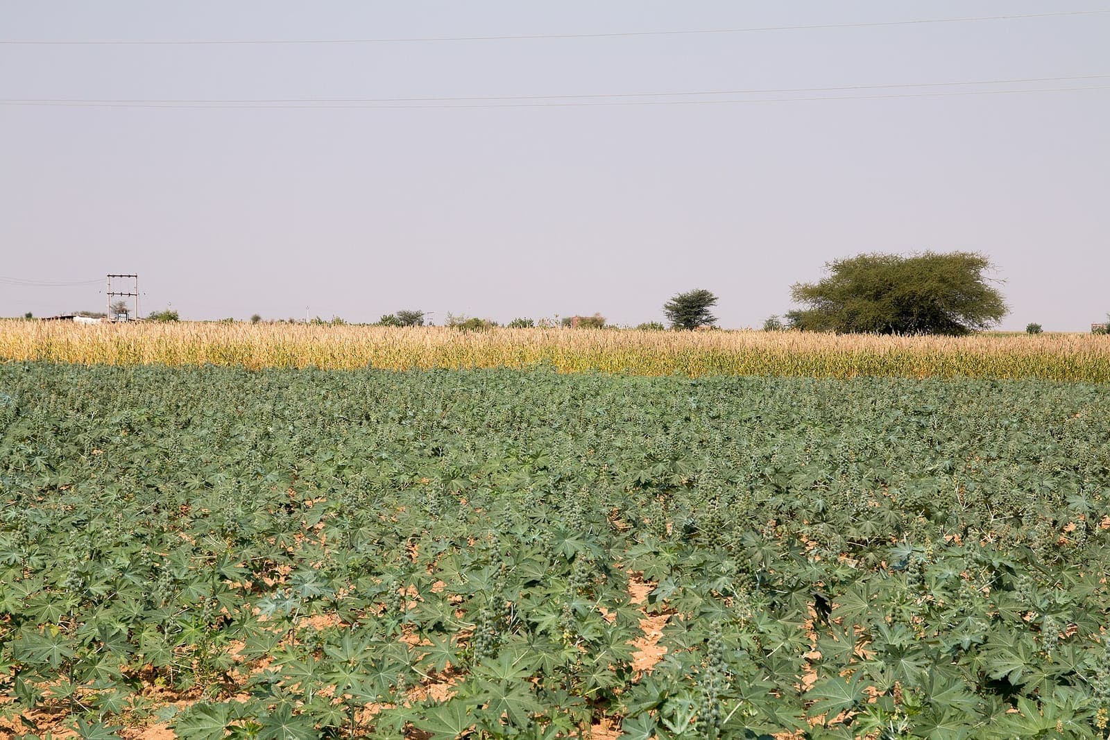 Castor growing in a field