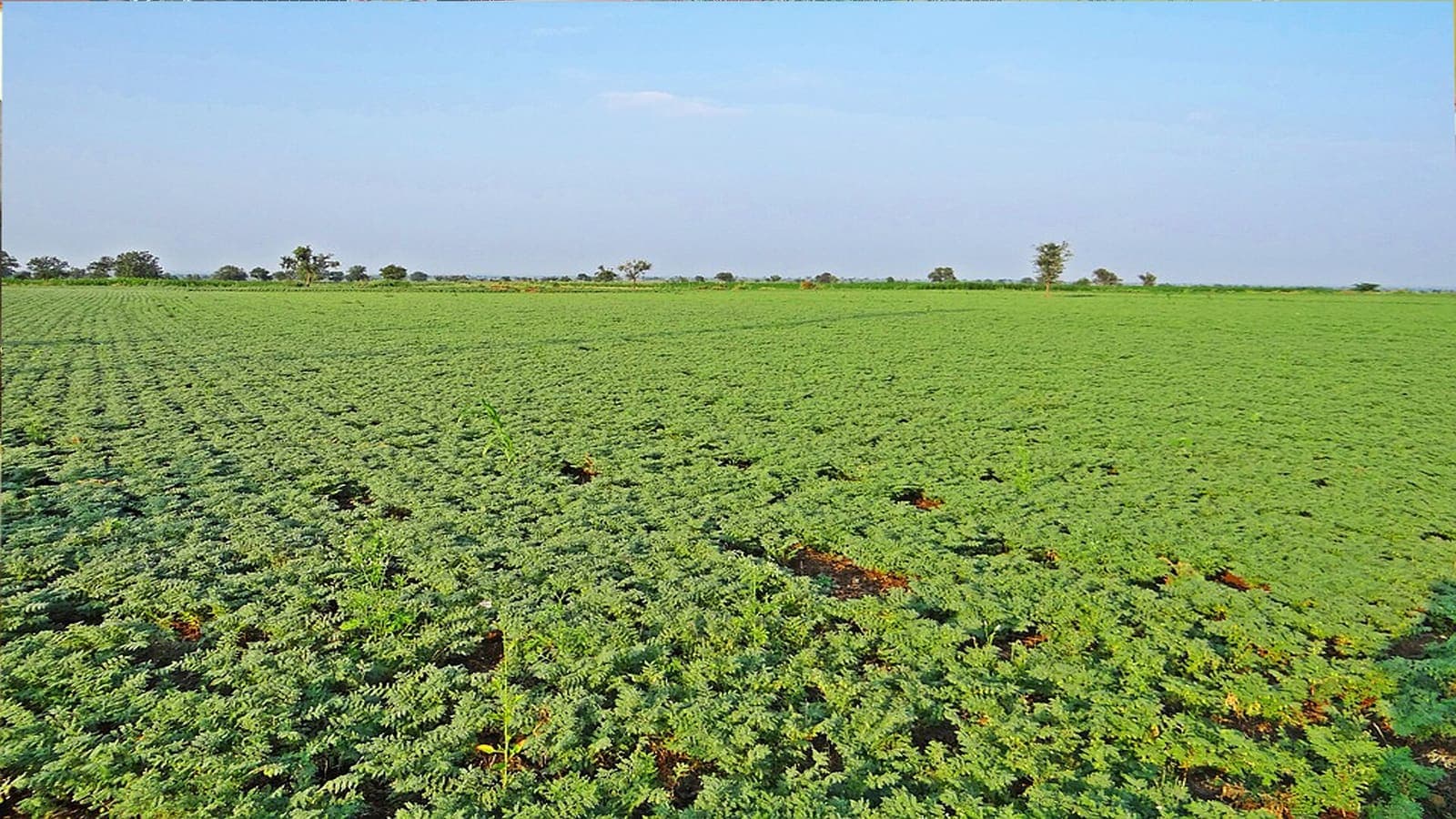 A chickpea field in leaf
