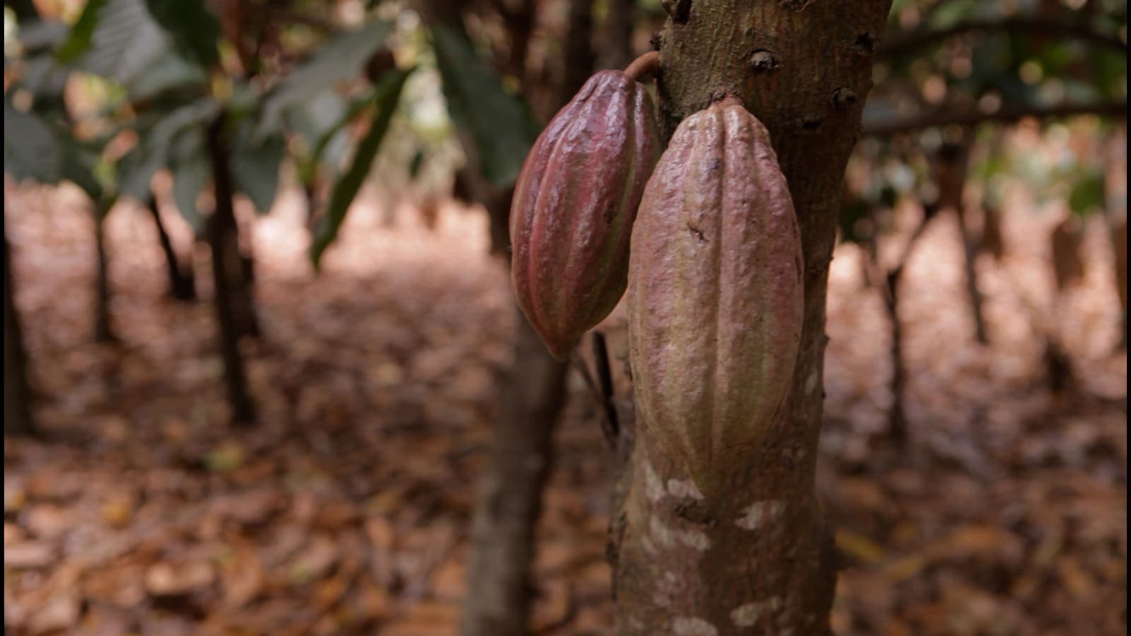 Cocoa pods ripening on the trunk in Côte d Ivoire