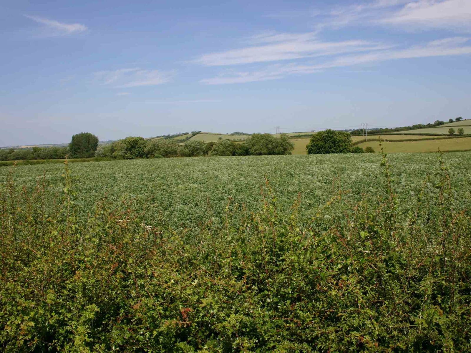 A faba bean crop in flower