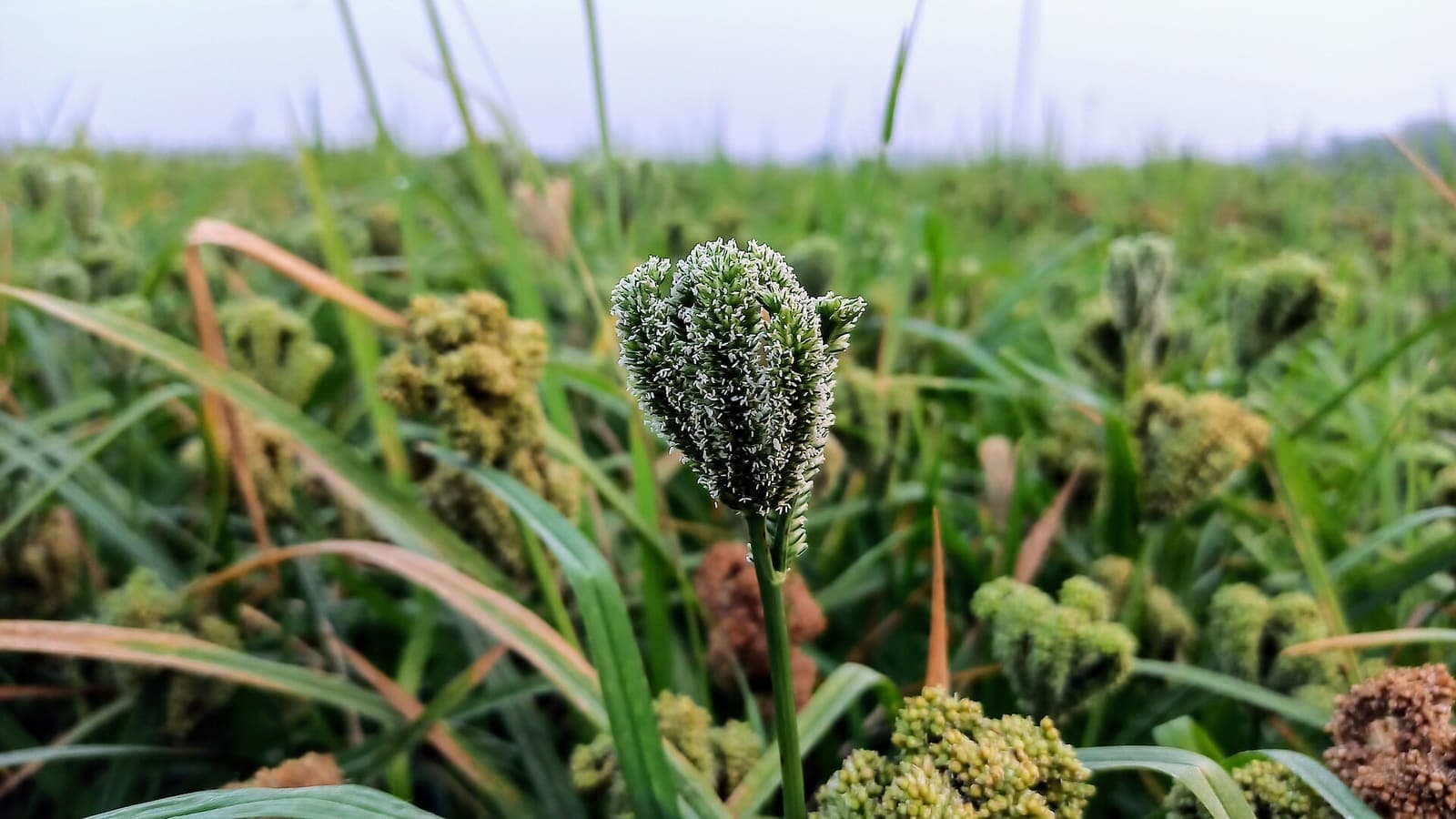 A finger millet field in ear