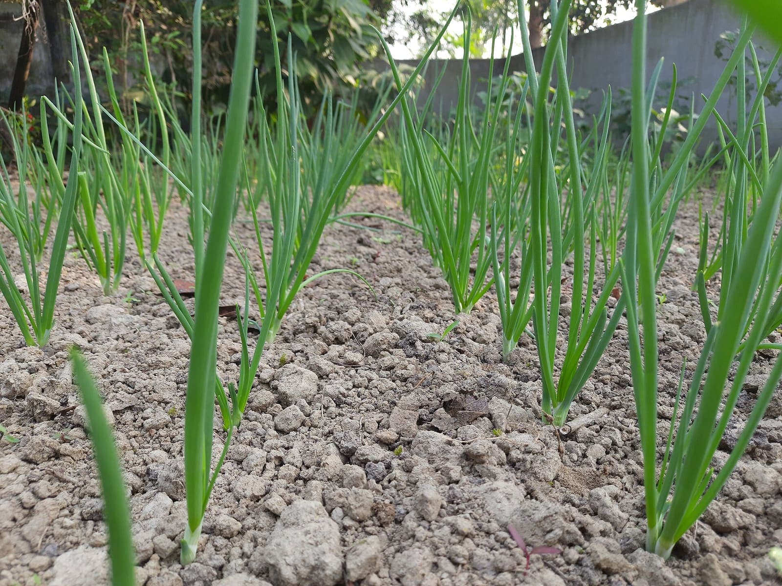 Onion growing in a field