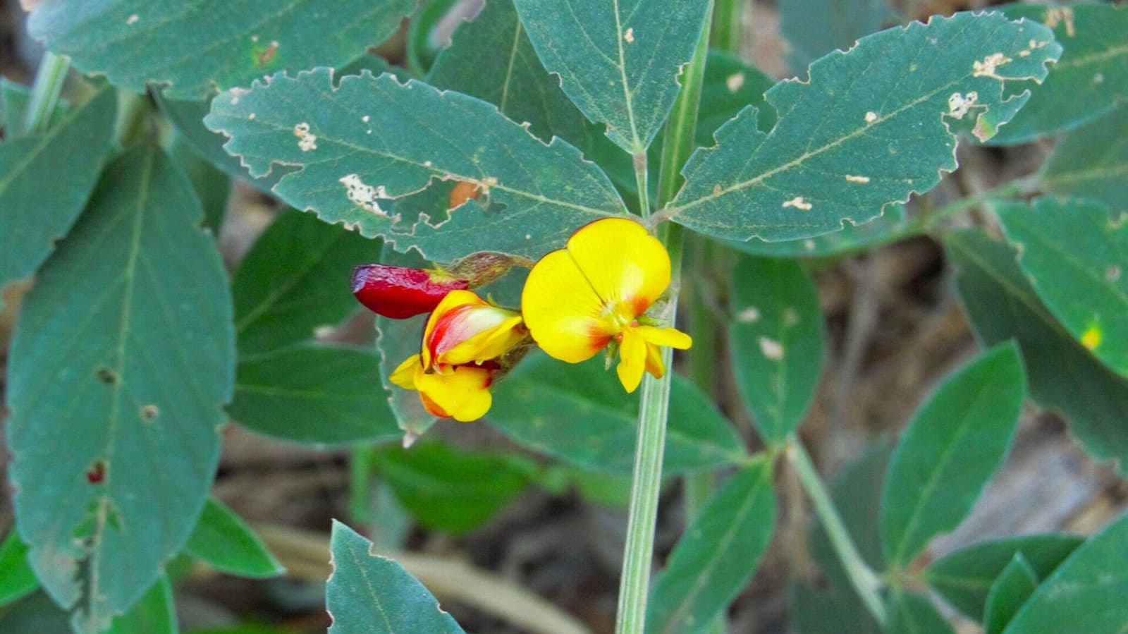 Pigeon pea in flower on the bush