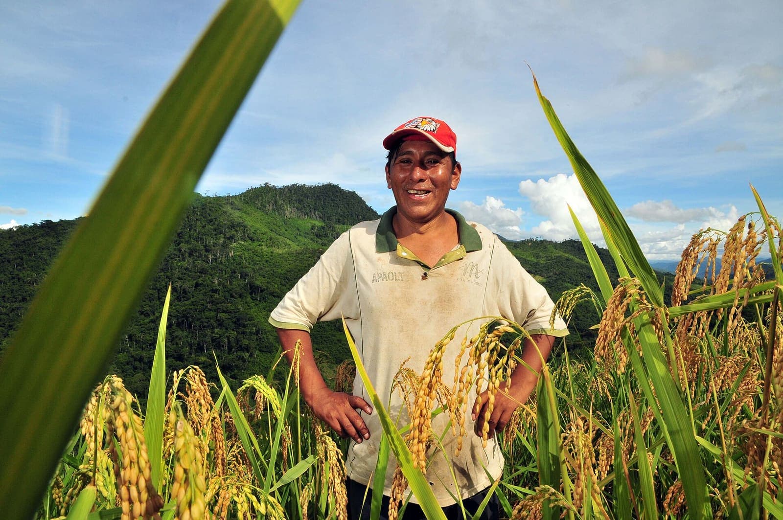 A farmer standing in ripening upland rice on a hillside