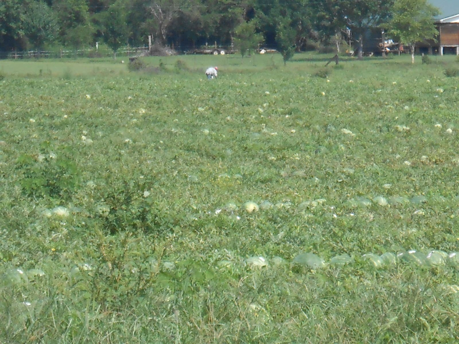 Watermelons lying in a field