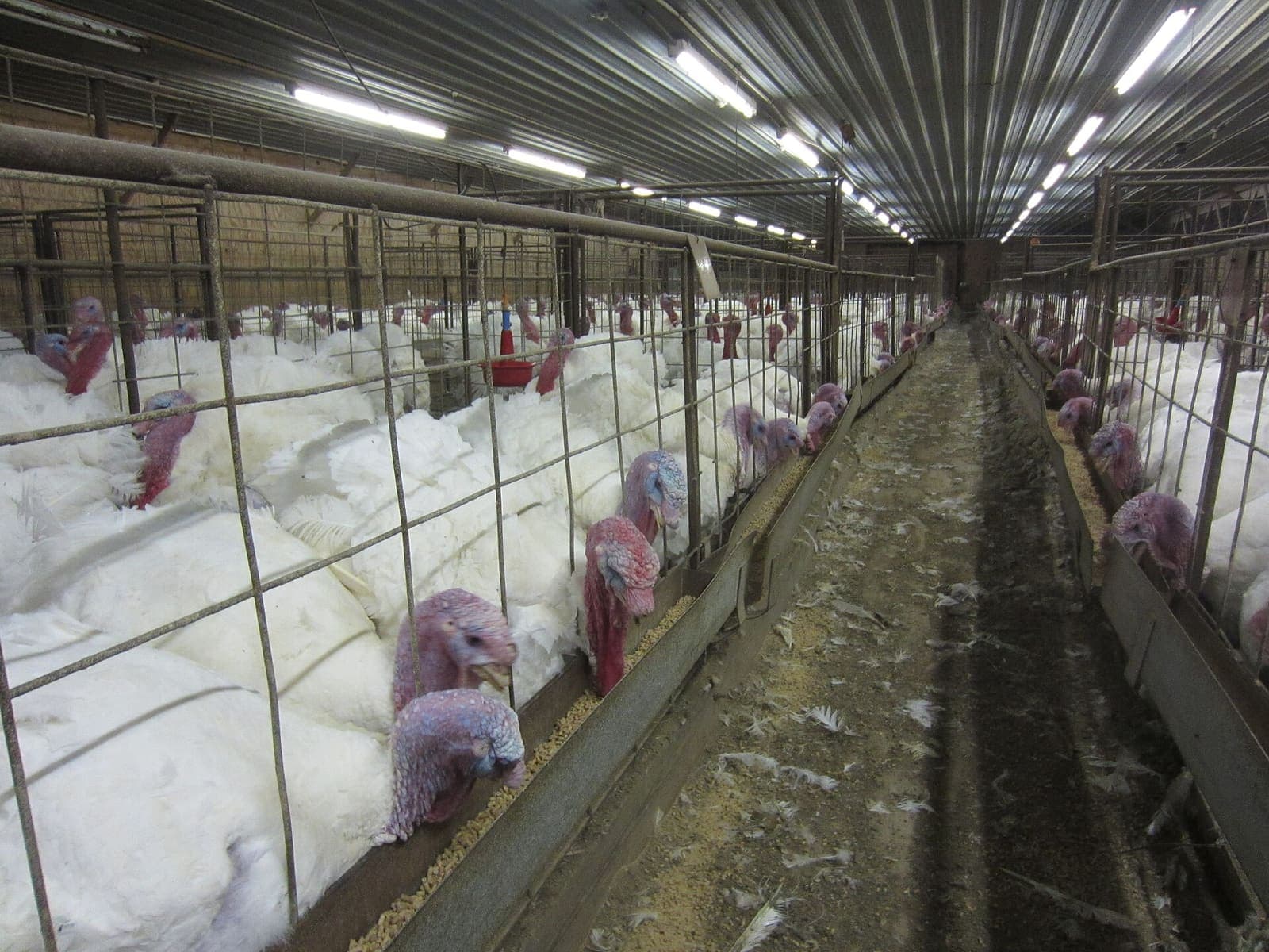 Turkeys on a smallholding