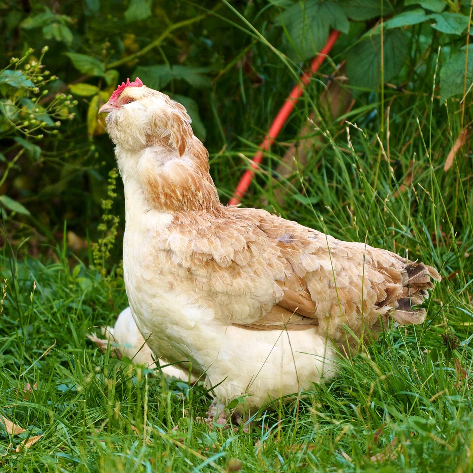 Village chickens on a smallholding