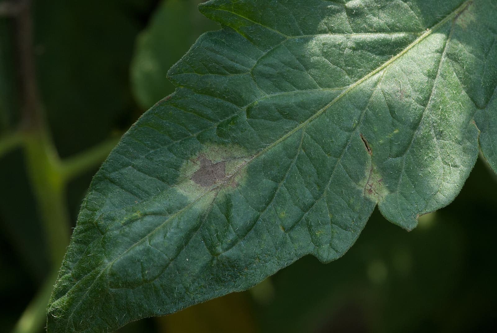 A tomato leaf with a late blight lesion