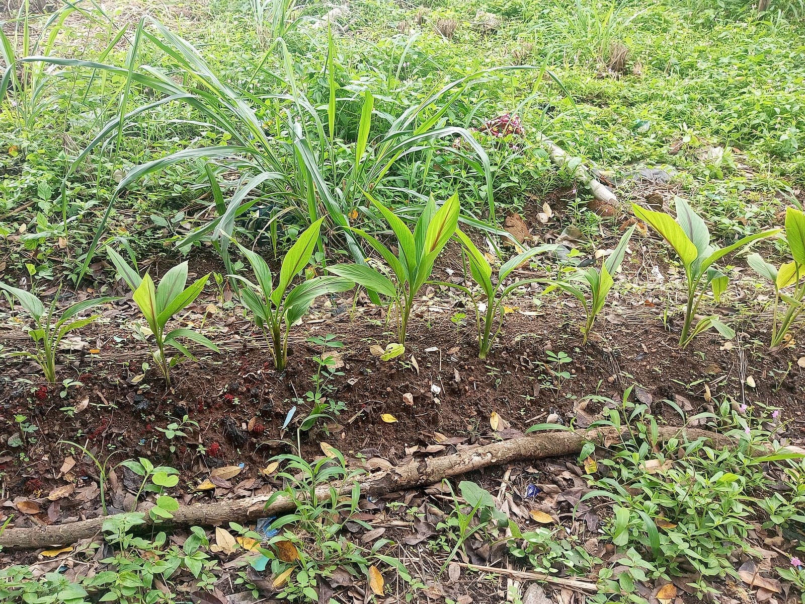 Young ginger shoots coming up through the soil