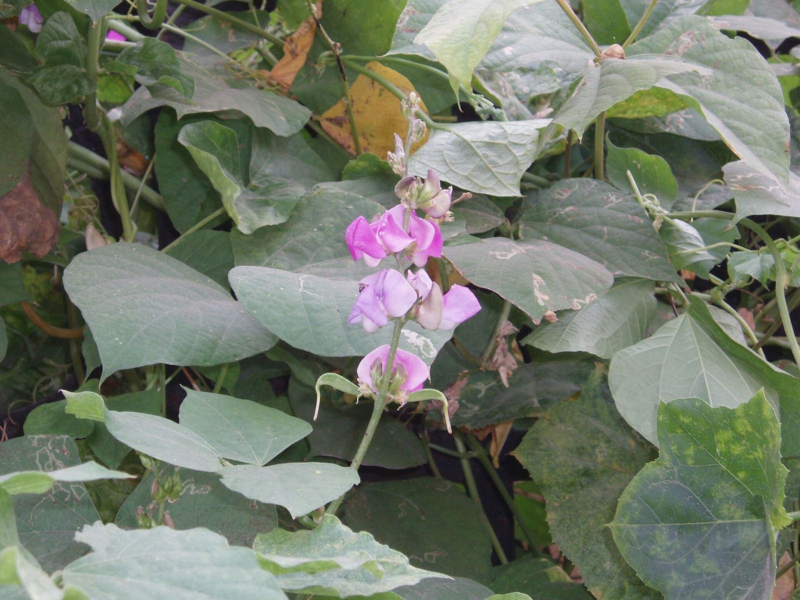 Lablab growing in a field
