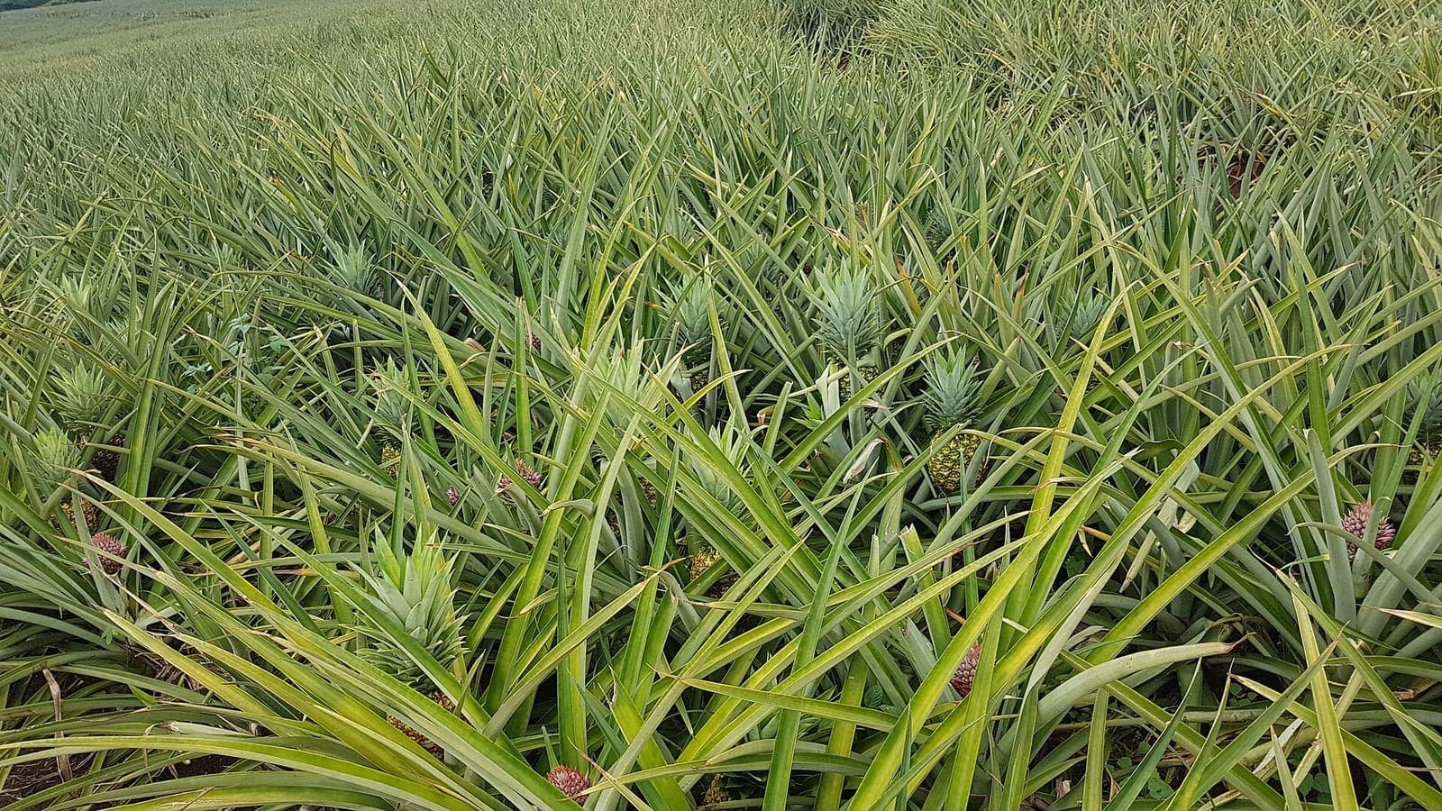 Pineapple plants growing in a field