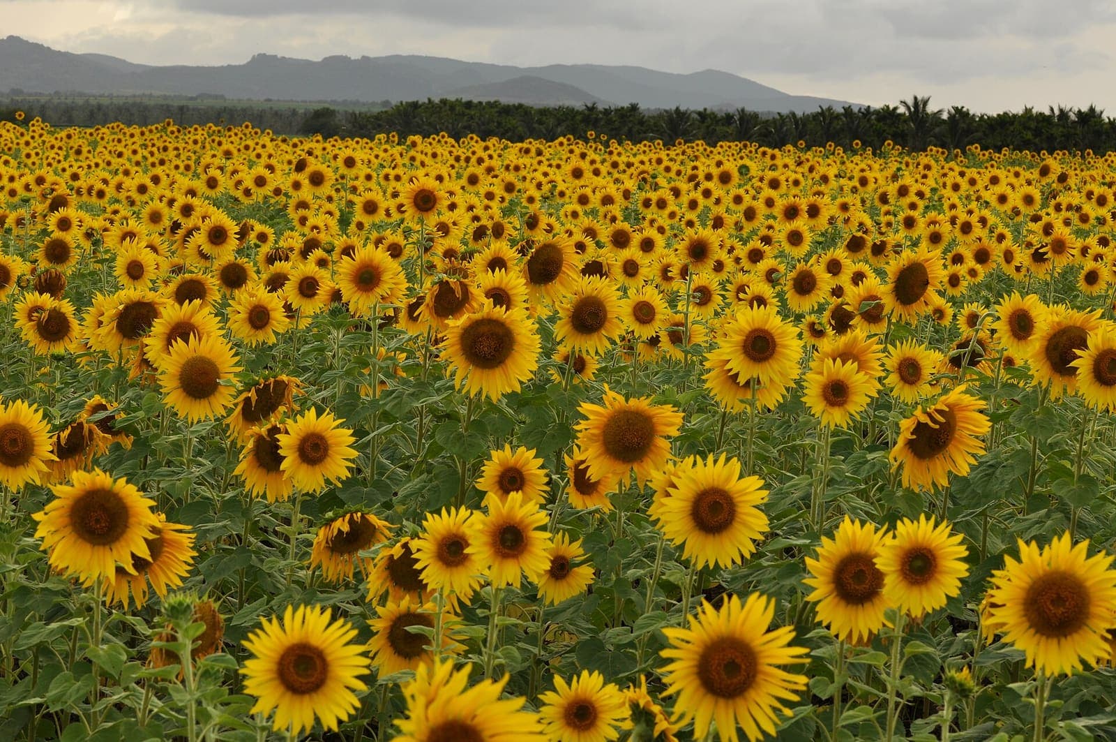Sunflower growing in a field