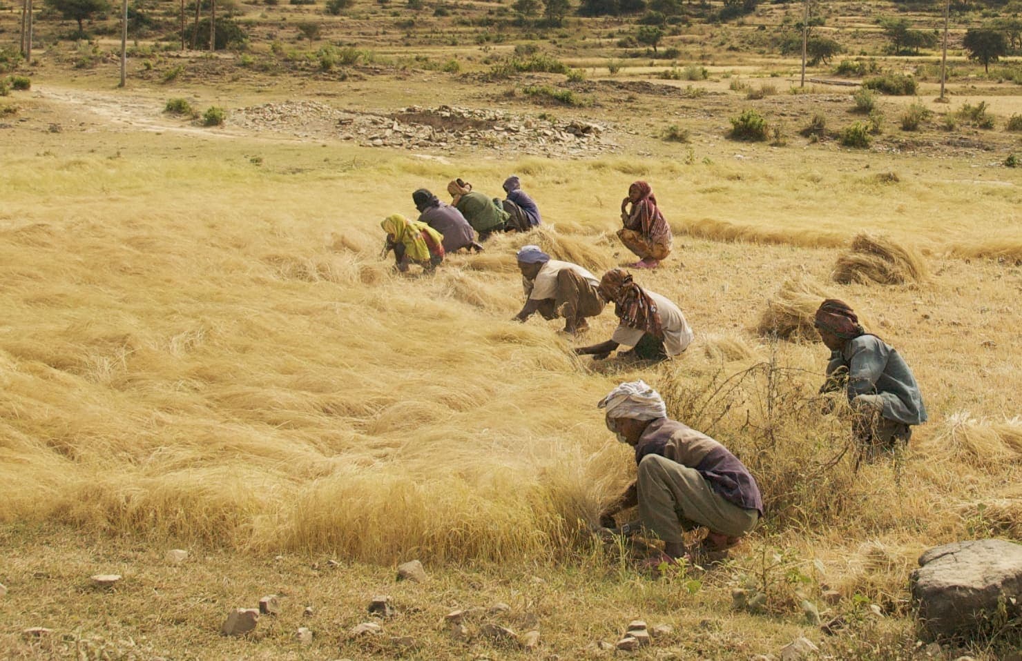 Farmers harvesting teff by hand in northern Ethiopia